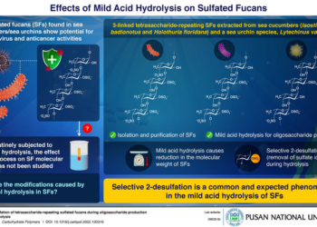 Effects of mild acid hydrolysis on sulfated fucans.