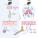 The effect of fasting on immunity