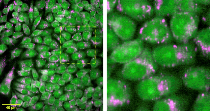 Live cell imaging