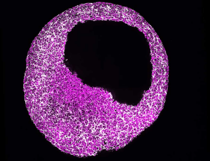 Human cardiac organoid