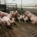 Pig farming