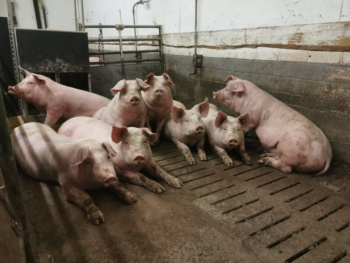 Pig farming