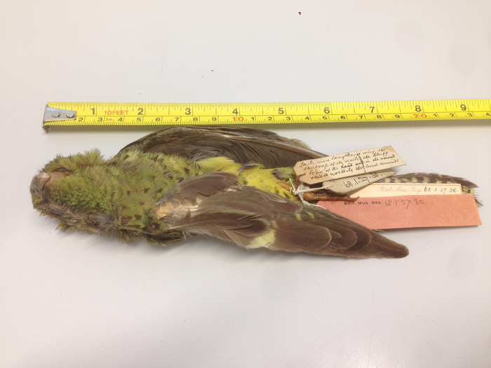 Night Parrot specimen