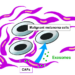 Exosomes from cancer-associated fibroblasts may suppress malignant melanoma