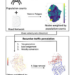 Framework of the traffic modeling procedure