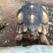 Ploughshare Tortoise