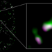 Components of Cytoskeleton Strengthen Effect of Sex Hormones