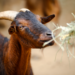 Goat at Santa Barbara Zoo