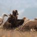 Cinereous and Griffon Vultures