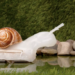 Self-healing Softbotic Snail