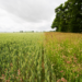 Agricultural landscape