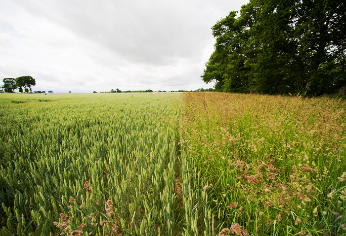 Agricultural landscape