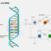 DNA structure: AT and GC bonds