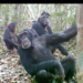 Chimpanzees in Mount Nimba Strict Nature Reserve