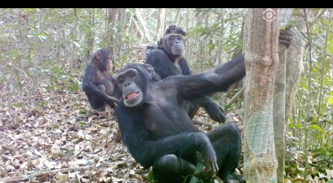 Chimpanzees in Mount Nimba Strict Nature Reserve