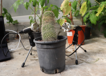 Cactus plant with Microphones