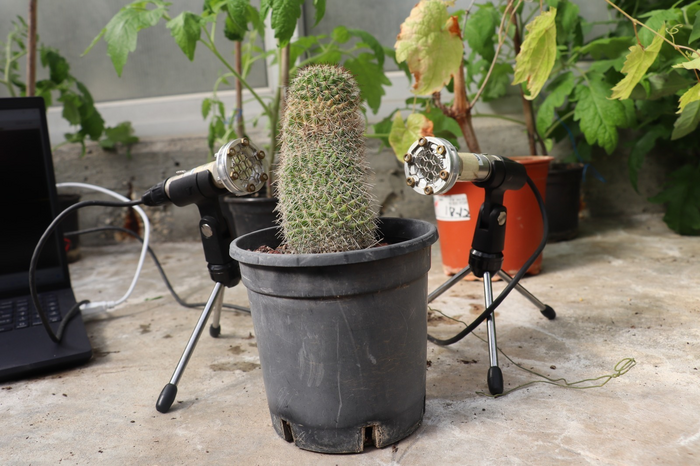 Cactus plant with Microphones