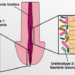 Bacterial communities in the penile urethra