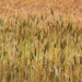 Durum wheat in Ethiopia