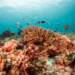 Coral reef in the Maldives