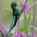 long-tailed sylph