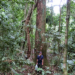 Lightning strike on Barro Colorado Island in Panama