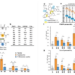 Figure 1. Analyzing the effect of amide-to-ester substitution on the permeability of cyclic peptides.