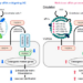 Schematic summary of inter-organ communications between kidneys and remote vascular smooth muscle cells, via “malicious” sEVs originating from chronic kidney disease, leading to vascular calcification