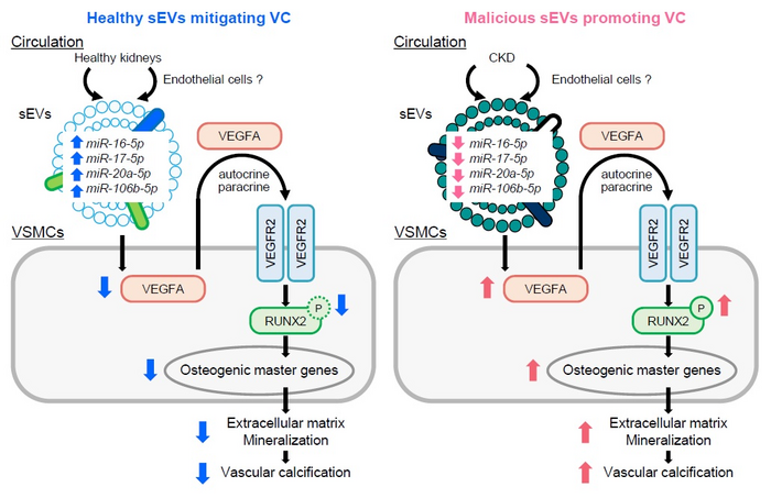 Schematic summary of inter-organ communications between kidneys and remote vascular smooth muscle cells, via “malicious” sEVs originating from chronic kidney disease, leading to vascular calcification