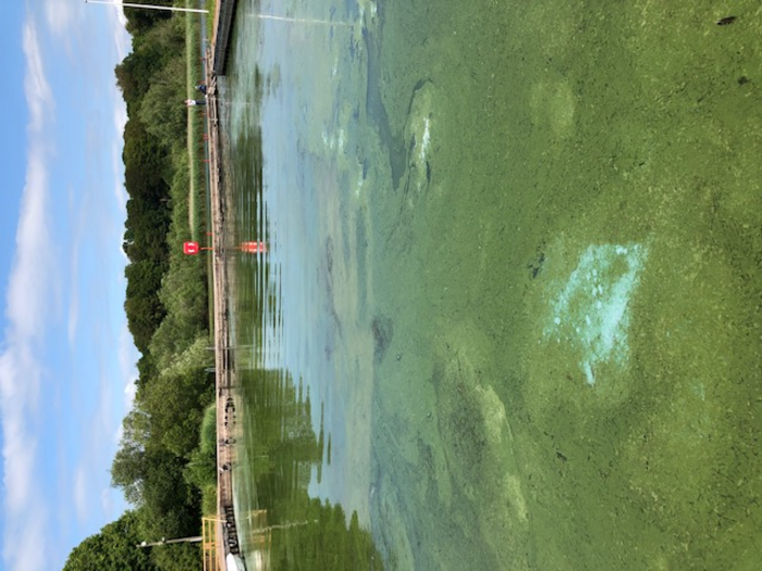 Algal bloom at Loch Leven in 2022