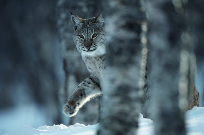 A female European lynx