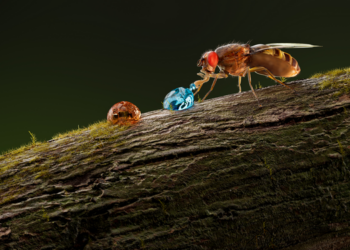 Fruitfly and alkaline taste