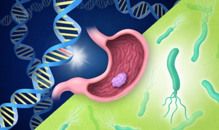 Pathogenic Variant and H. pylori Infection on Gastric Cancer Risk