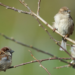 The common house sparrow helps reveal evolutionary processes