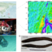 Sampling information and morphology of MAE