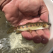 McCloud River Redband Trout, O. mykiss calisulat