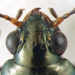 Bembidion brownorum