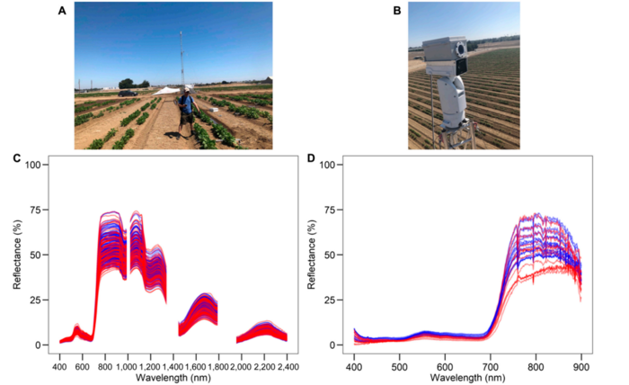 Hyperspectral Remote Sensing for Studying the Drought Response Phenotype of Beans