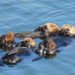 Two sea otters