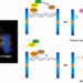 DNA bridges