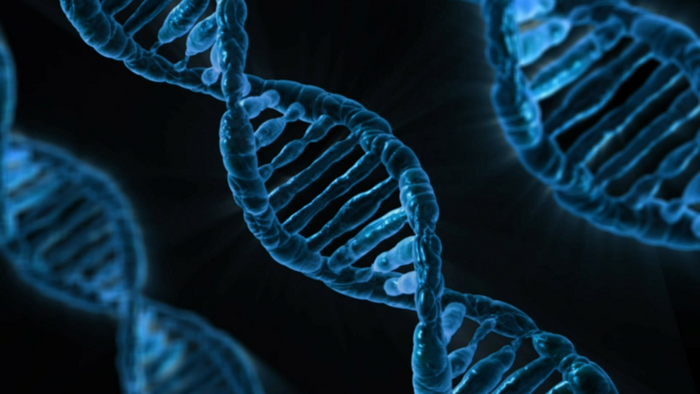 Telomere length and brain imaging phenotypes in UK Biobank