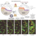 LOCAL ADMINISTRATION OF DECOY NUCLEIC ACID MEDICINE SUPPRESS ALVEOLAR RIDGE RESORPTION