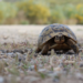 Spur-thighed tortoise (Testudo graeca).