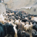 Livestock in Spiti