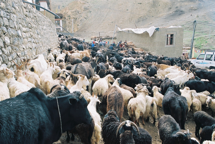 Livestock in Spiti