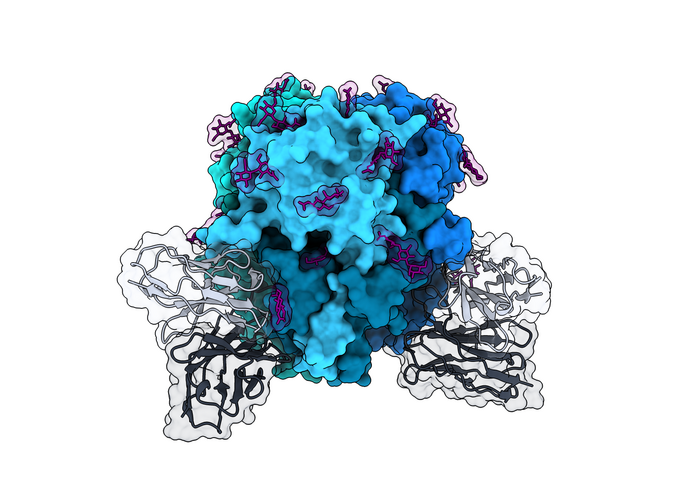 Attacking lymphocytic choriomeningitis virus (LCMV)