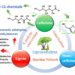 The catalytic conversion network for lignocellulosic biomass valorization