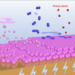 The catalytic mechanism of lithium-mediated N2 reduction reaction.