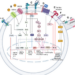 Simplified representation of the network-based modelling of the main mechanotransduction pathways