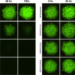 GFP fluorescent images